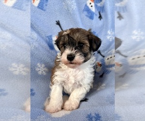 Poodle (Miniature)-Schnoodle (Miniature) Mix Puppy for sale in Lexington, NC, USA