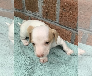 Dachshund Puppy for sale in ERNUL, NC, USA