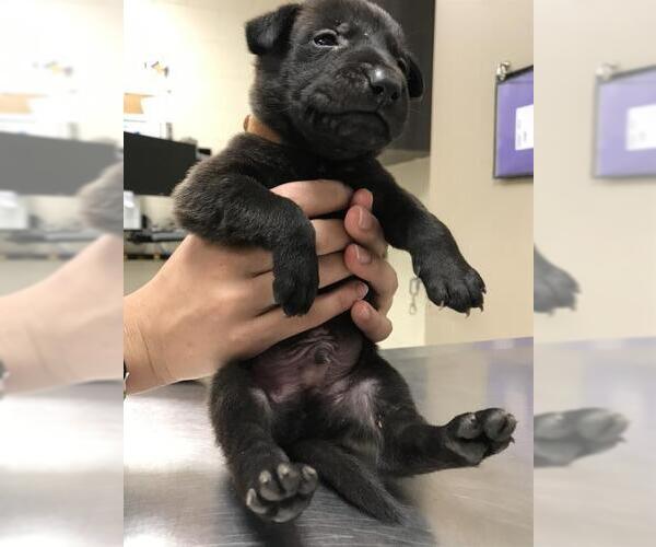 Medium Photo #1 Labrador Retriever-Unknown Mix Puppy For Sale in Conroe, TX, USA