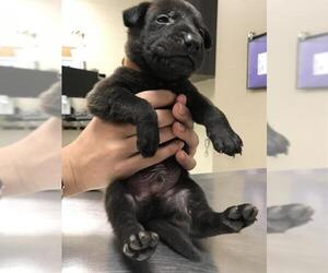 Labrador Retriever-Unknown Mix Dogs for adoption in Conroe, TX, USA