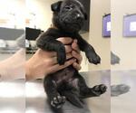 Small Labrador Retriever Mix