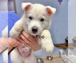 Small #2 Siberian Husky