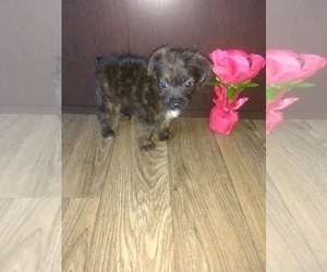 Poodle (Toy) Puppy for sale in LAPEER, MI, USA