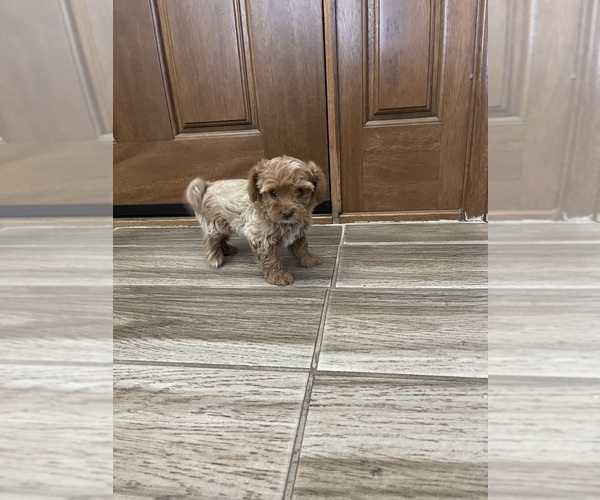 Medium Photo #25 Maltipoo Puppy For Sale in APPLE VALLEY, CA, USA