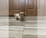 Small #24 Maltipoo