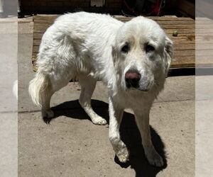 Great Pyrenees Dogs for adoption in Vail, AZ, USA