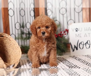 Goldendoodle Puppy for sale in NAPLES, FL, USA