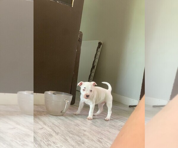 Medium Photo #8 Staffordshire Bull Terrier Puppy For Sale in WASILLA, AK, USA