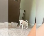 Small #7 Staffordshire Bull Terrier
