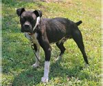Small Photo #2 Boston Terrier-Boxer Mix Puppy For Sale in Attalka, AL, USA