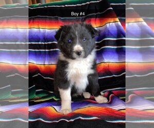 Border-Aussie Puppy for sale in LUBBOCK, TX, USA