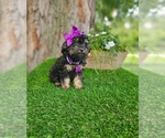 Small #4 Poodle (Toy)