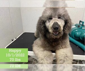 Poodle (Standard) Dogs for adoption in West Hollywood, CA, USA