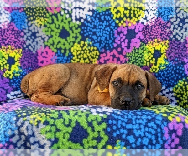 Medium Photo #3 Boerboel Puppy For Sale in OXFORD, PA, USA