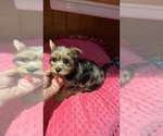Small #1 Yorkshire Terrier
