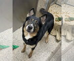 Small German Shepherd Dog Mix