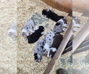 Australian Shepherd Litter for sale in LEIPSIC, OH, USA