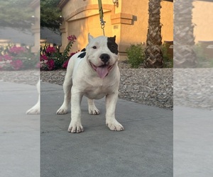 American Bully Puppy for sale in SAN TAN VALLEY, AZ, USA