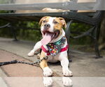 Small #7 American Bulldog
