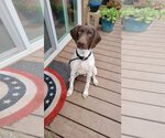 Small Photo #2 German Shorthaired Pointer-Unknown Mix Puppy For Sale in Chico, CA, USA