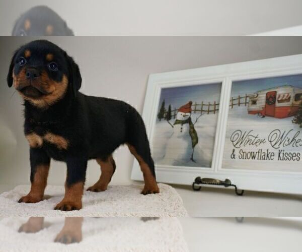 Medium Photo #10 Rottweiler Puppy For Sale in NAPPANEE, IN, USA