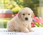 Small #5 Golden Retriever