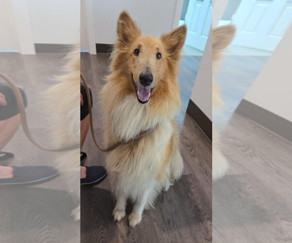 Medium Photo #1 Collie Puppy For Sale in Chantilly, VA, USA