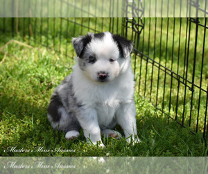 Australian Shepherd Puppy for sale in EASTON, MO, USA