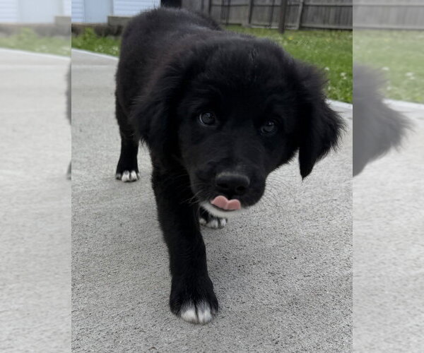 Medium Photo #1 Labrador Retriever-Unknown Mix Puppy For Sale in Aurora, IN, USA