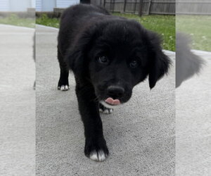 Labrador Retriever-Unknown Mix Dogs for adoption in Aurora, IN, USA