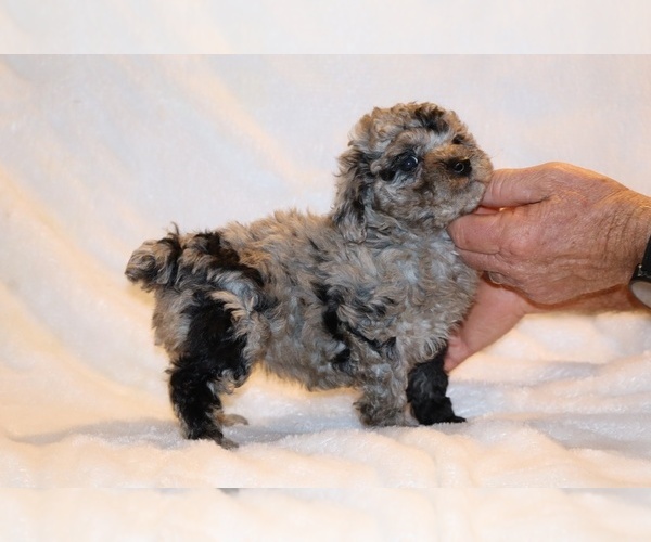 Medium Photo #2 Poodle (Toy) Puppy For Sale in DYERSBURG, TN, USA