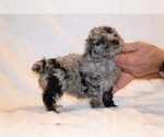 Small #1 Poodle (Toy)