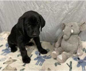 Labrador Retriever Dogs for adoption in Modesto, CA, USA