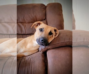 Labsky Dogs for adoption in McDonough, GA, USA