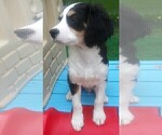 Small Photo #70 Australian Shepherd-Cavalier King Charles Spaniel Mix Puppy For Sale in HOWLAND, OH, USA