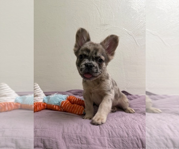 Medium Photo #1 French Bulldog Puppy For Sale in DECATUR, IL, USA