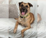 Small #4 Black Mouth Cur Mix
