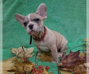 French Bulldog Puppy for sale in TAMPA, FL, USA