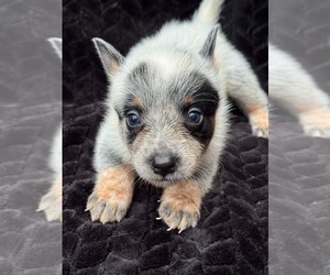 Australian Cattle Dog Puppy for sale in STATE ROAD, NC, USA