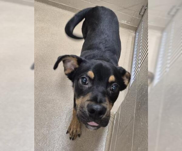 Medium Photo #1 Rottweiler Puppy For Sale in Decatur, IL, USA
