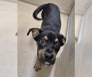 BRANDON - Male Rottweiler Dog for Adoption