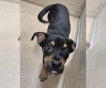 BRANDON - Male Rottweiler Dog for Adoption - Small photo