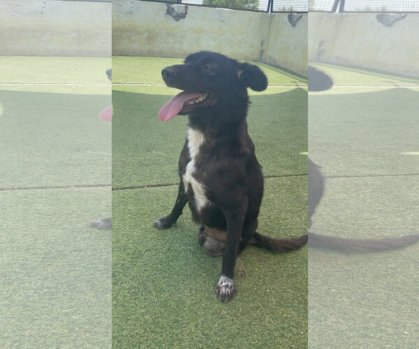 Medium Photo #3 Labrador Retriever-Unknown Mix Puppy For Sale in Brooklyn, NY, USA