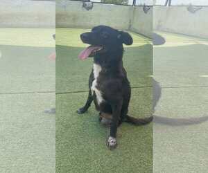 Cola - Female Labrador Retriever-Unknown Mix Dog for Adoption - Photo #3