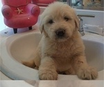 Small #12 Goldendoodle