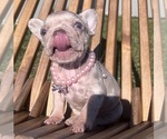 Small #17 French Bulldog