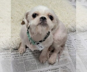 Shih Tzu Dogs for adoption in Mukwonago, WI, USA