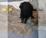 Puppy Neon Goldendoodle