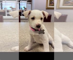 Siberian Husky-Unknown Mix Dogs for adoption in Holly Springs, NC, USA