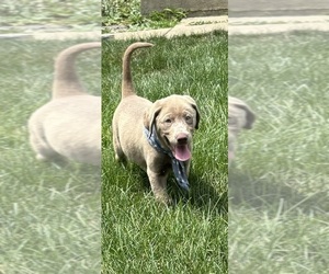Labrador Retriever Puppy for sale in GREENFIELD, IN, USA